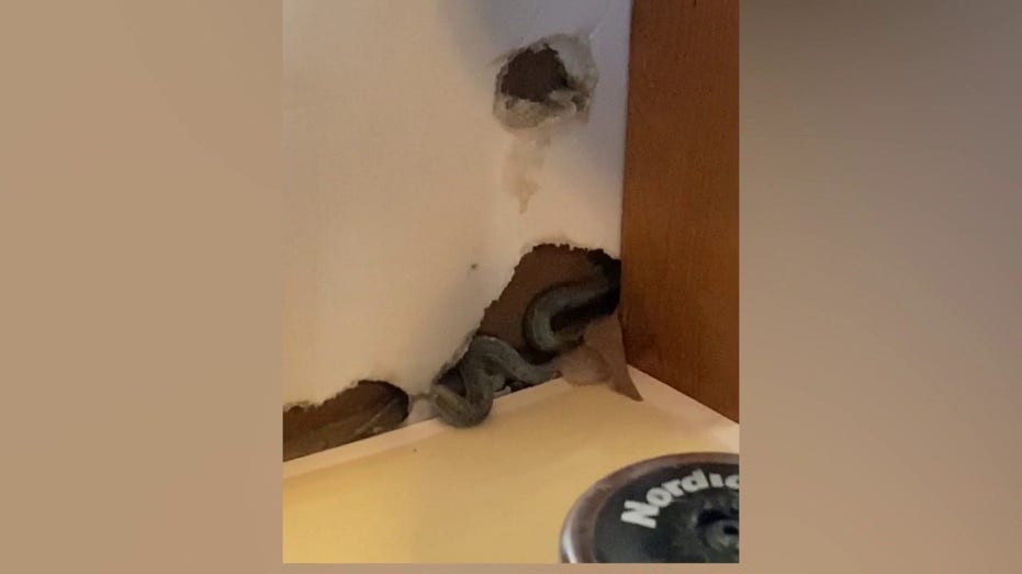 Colorado woman finds snakes in walls of new home