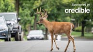 Does insurance cover hitting a deer?